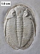 An unnamed dalmanitid trilobite which is one of the more common arthropods from the Waukesha Biota.