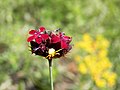 Паничковиден карамфил (Dianthus pelviformis)