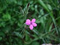 * Nomination Deptford Pink (Dianthus armeria). A tighter crop is needed. --Siddharth Patil 23:25, 9 November 2007 (UTC) * Decline Rather noisy. Lycaon 23:45, 9 November 2007 (UTC)