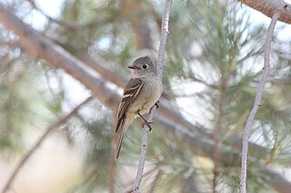 <span class="mw-page-title-main">Hammond's flycatcher</span> Species of bird