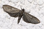 Thumbnail for Eupithecia innotata