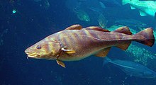 Gadus morhua Cod-2b-Atlanterhavsparken-Norway.JPG