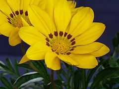 7.12.06 Gazania