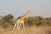 Image d'une girafe au milieu de la savane