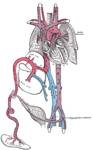 <span class="mw-page-title-main">Ductus arteriosus</span> Blood vessel connecting the pulmonary artery to the proximal descending aorta