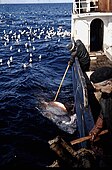 Håkjerring ved skutesida. Under kveitefiske har håkjerrig vorte fiska og avliva for å avgrense skaden på kveitelina. Foto: Ivar Arne Vartdal