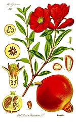 Thumbnail for File:Illustration Punica granatum1.jpg