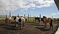 Iceland horses