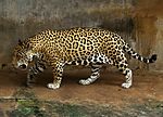 Jaguar (Panthera onca).