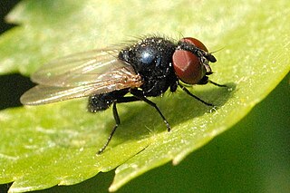 Lonchaeidae Family of flies