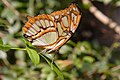 Siproeta stelenes malachite, underside