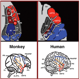 <span class="mw-page-title-main">Language processing in the brain</span> How humans use words to communicate