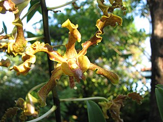 <i>Dendrobium discolor</i> Species of orchid