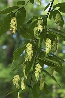 <i>Ostrya virginiana</i> Species of tree