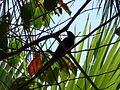 Baumhopf Green Wood Hoopoe