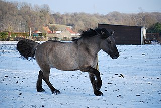 <span class="mw-page-title-main">Grullo</span> Color of horses in the dun family