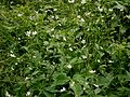 Ranunculus aconitifolius