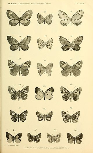 <i>Spialia ploetzi</i> Species of butterfly