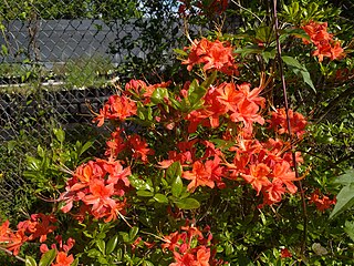 <i>Rhododendron flammeum</i>