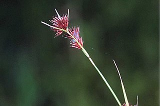 <i>Rhynchospora</i> Genus of flowering plants in the sedge family Cyperaceae