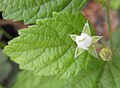 Rubus leucodermis