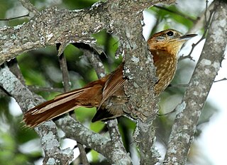 <span class="mw-page-title-main">Rufous-necked foliage-gleaner</span> Species of bird