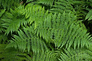 Sa-fern.jpg