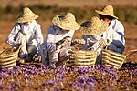 Cosecha de azafrán en Irán