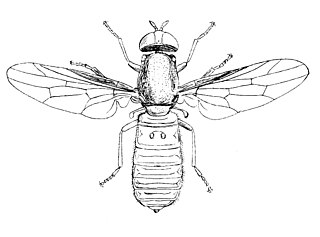 Scenopinidae