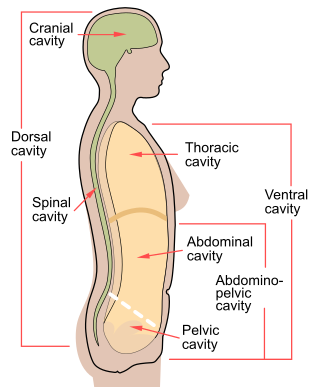 <span class="mw-page-title-main">Abdominopelvic cavity</span>