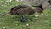 South Georgia Pintail