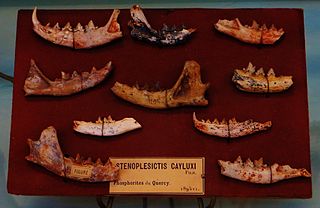 <span class="mw-page-title-main">Stenoplesictidae</span> Extinct family of carnivores