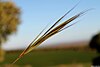 Stipa capensis.JPG