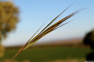 <i>Stipa</i> Genus of grasses