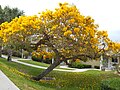 Tabebuia, Martin County, Florida, 2010