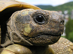 4.7.06 Griechische Landschildkröte