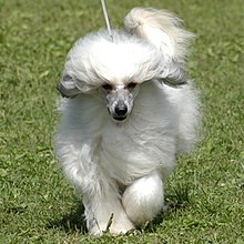 The Chinese Crested Dog's coated variety is called a "Powderpuff" and is a recognized type TiaFront.jpg