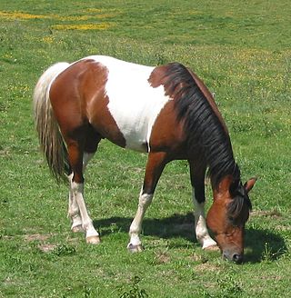 <span class="mw-page-title-main">Tricoloured horse</span>