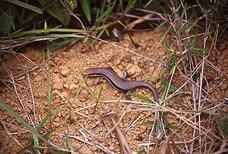 <i>Trachylepis gravenhorstii</i> Species of lizard