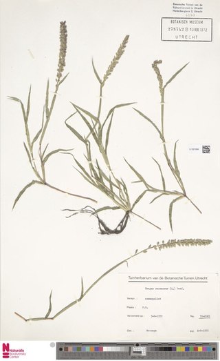 <i>Tragus racemosus</i> Species of grass