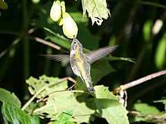 Kolibri (txori mota bat) bat landare bat polinizatzen