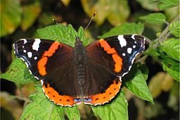 Admirolas (Vanessa atalanta)