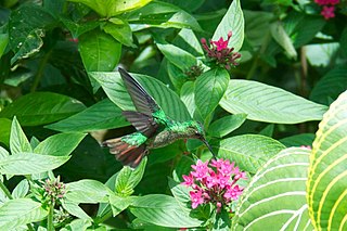 <i>Goldmania</i> Genus of birds