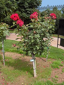 'Uncle Walter' Wien.Volksgarten03.jpg