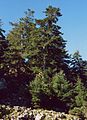 Abies cephalonica