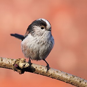 Long-tailed tit in the UK