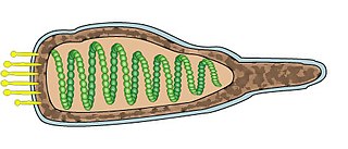 <span class="mw-page-title-main">Ampullaviridae</span> Family of viruses