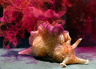 <span class="mw-page-title-main">California sea hare</span> Species of gastropod