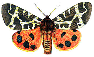 Arctiini Tribe of moths