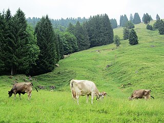 Rinder am Steilhang nördlich der Riedbergpass-Straße